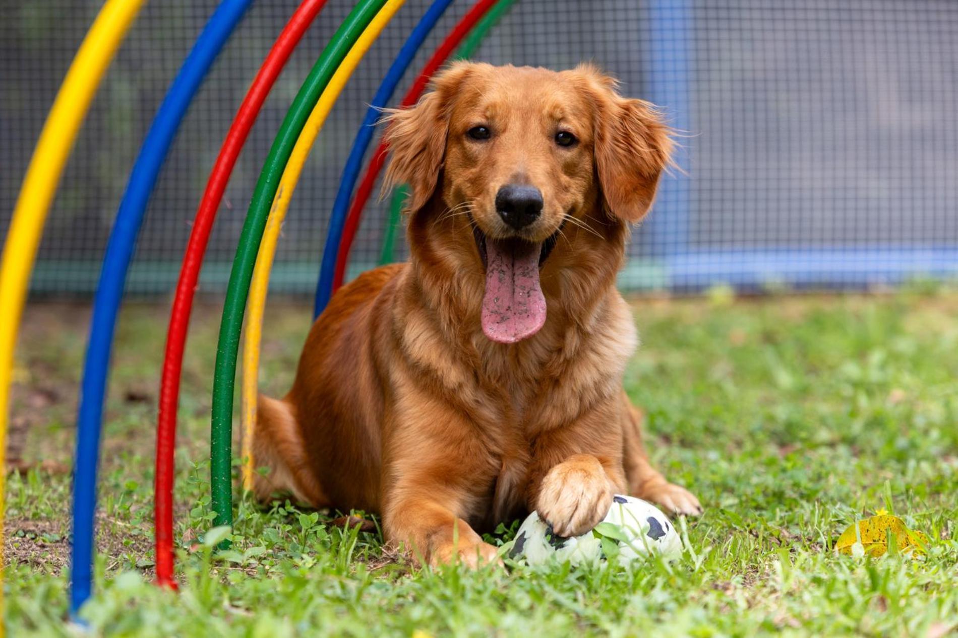 Hotel Dann Carlton Belfort Меделин Екстериор снимка Golden Retriever